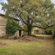 Élagage et abattage d'arbres à Beaucaire