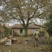 Élagage et abattage d'arbres à Châteaurenard